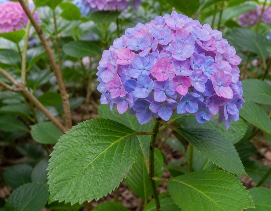 Rounded hydrangea cluster above opposite serrated leaves