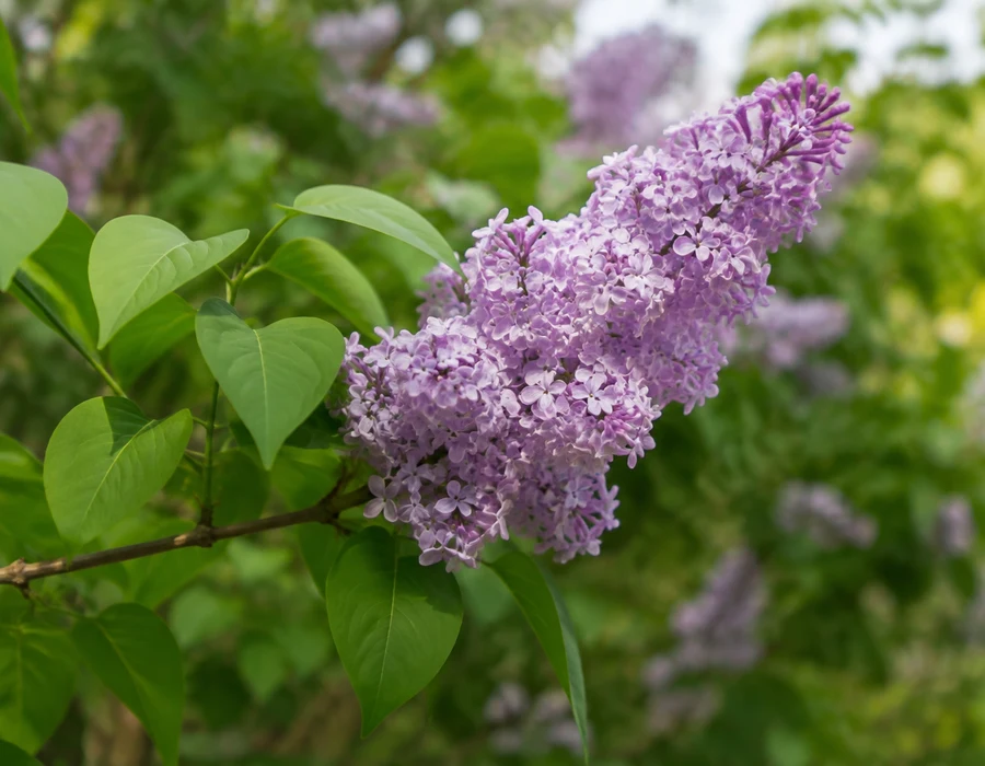 Lilac panicle with heart-shaped leaves