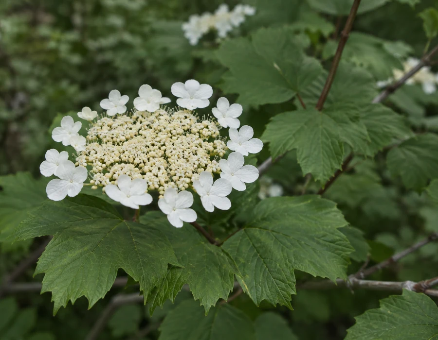 Viburnum opulus lacecap cluster with lobed leaves