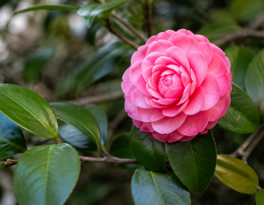 Camellia japonica flower with glossy evergreen leaves