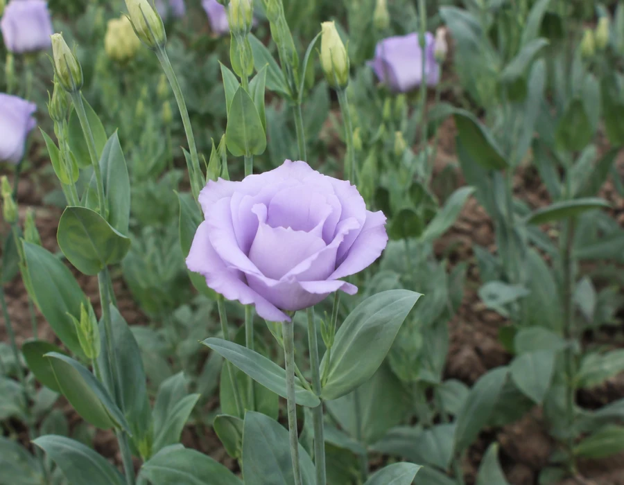 Lisianthus flowers on upright stems with smooth blue-green leaves