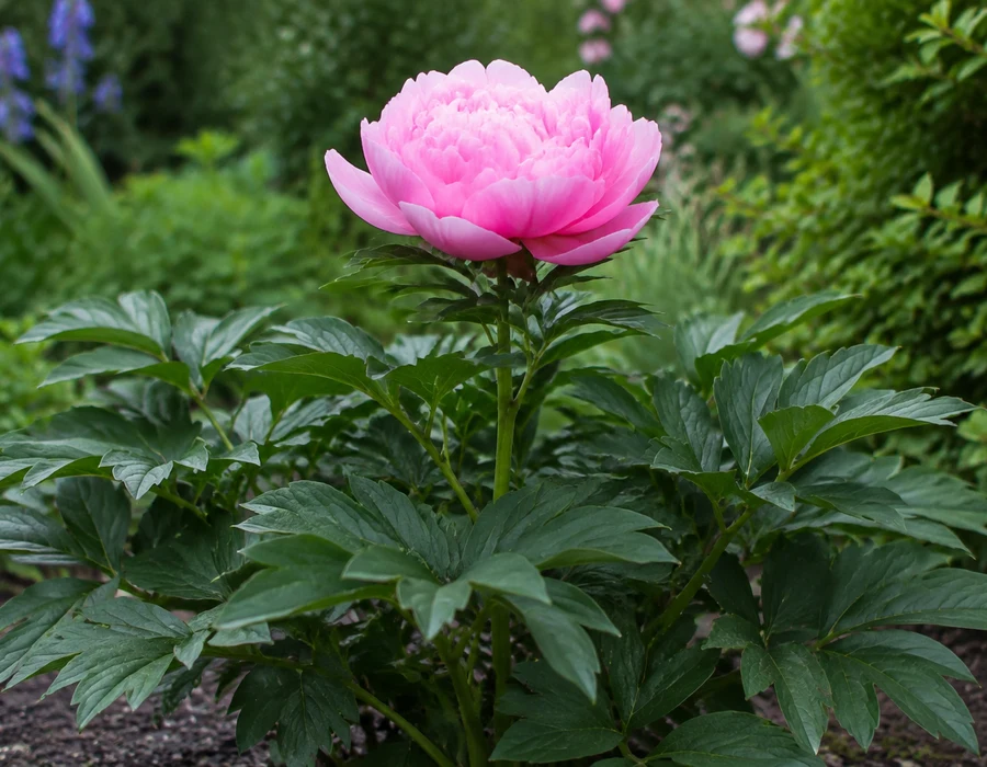 Layered peony bloom above divided leaves