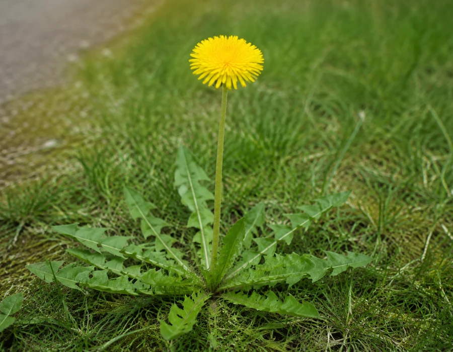 Common dandelion yellow head on a leafless scape