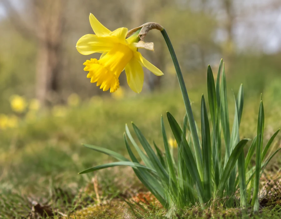 Wild daffodil with yellow corona and straplike leaves