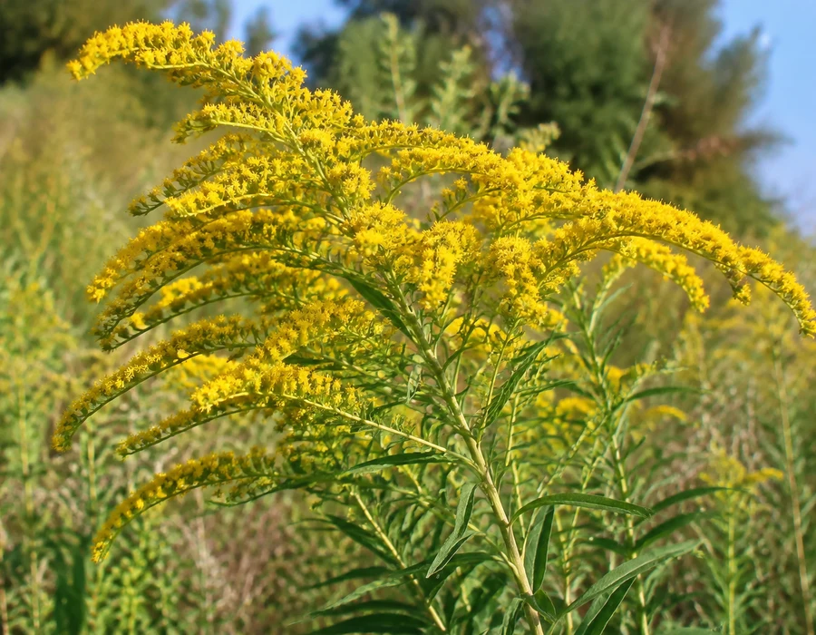 Canadian goldenrod plume of tiny yellow flowers on narrow leaves