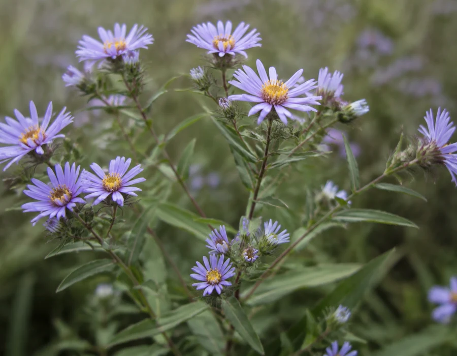 Aster-like composite head with narrow rays on a branching stem