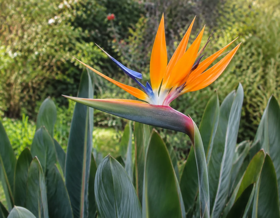 Strelitzia reginae bloom emerging from a boat-shaped bract