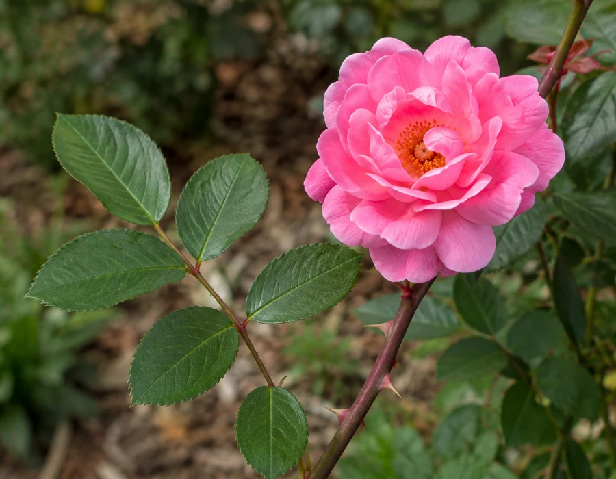 Rose with layered petals on a prickled woody stem